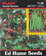 Scarlet Runner Bean